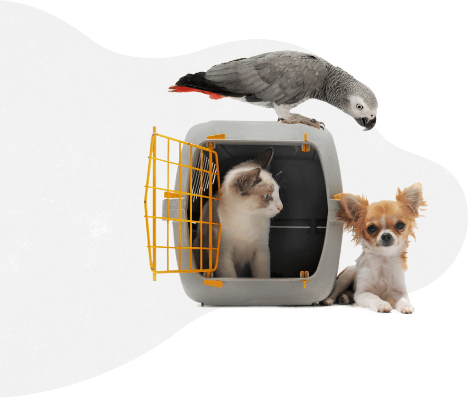 https://amordeestimacao.pt/wp-content/uploads/2019/08/pets_services.png