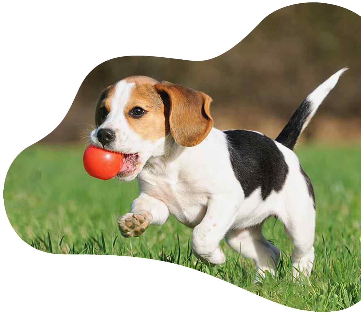 https://amordeestimacao.pt/wp-content/uploads/2020/10/dog-walking.jpg