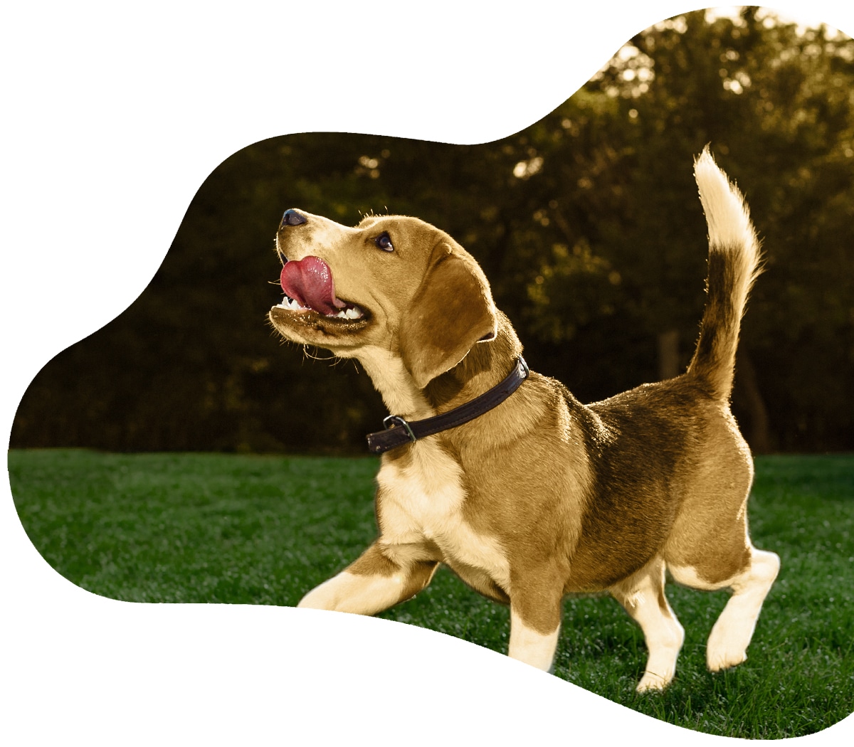 https://amordeestimacao.pt/wp-content/uploads/2020/10/dog-walking1.jpg