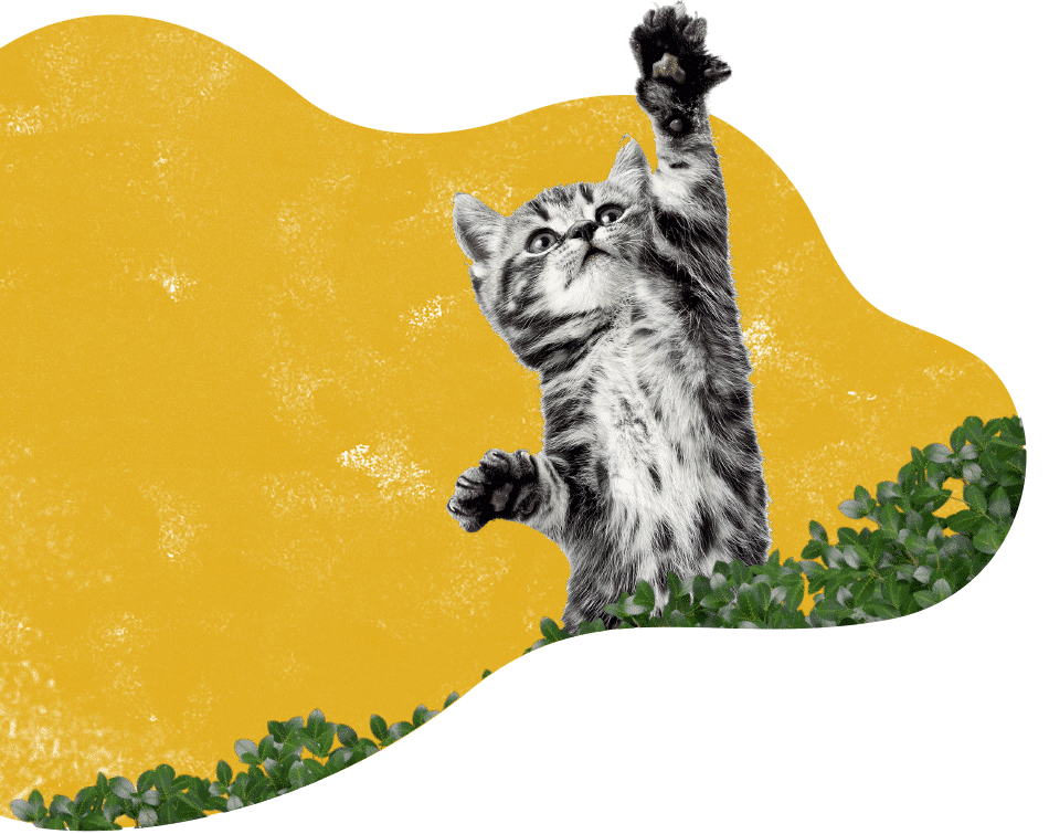https://amordeestimacao.pt/wp-content/uploads/2020/10/inner_services_cat_duotone2.png