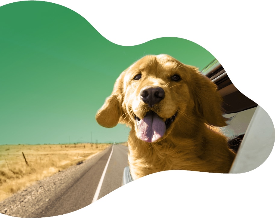 https://amordeestimacao.pt/wp-content/uploads/2020/10/pet-taxi.jpg